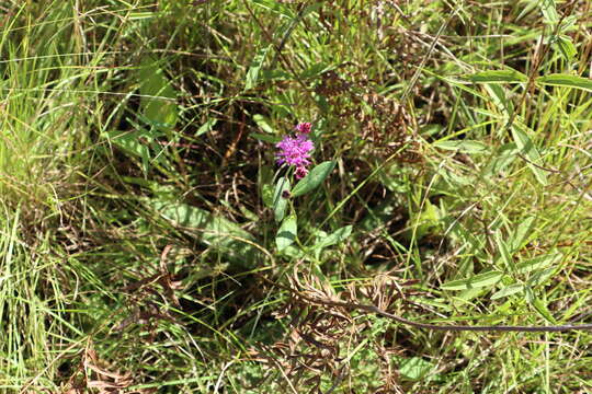 Image of stemless ironweed