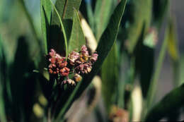 Слика од Dodonaea viscosa (L.) Jacq.