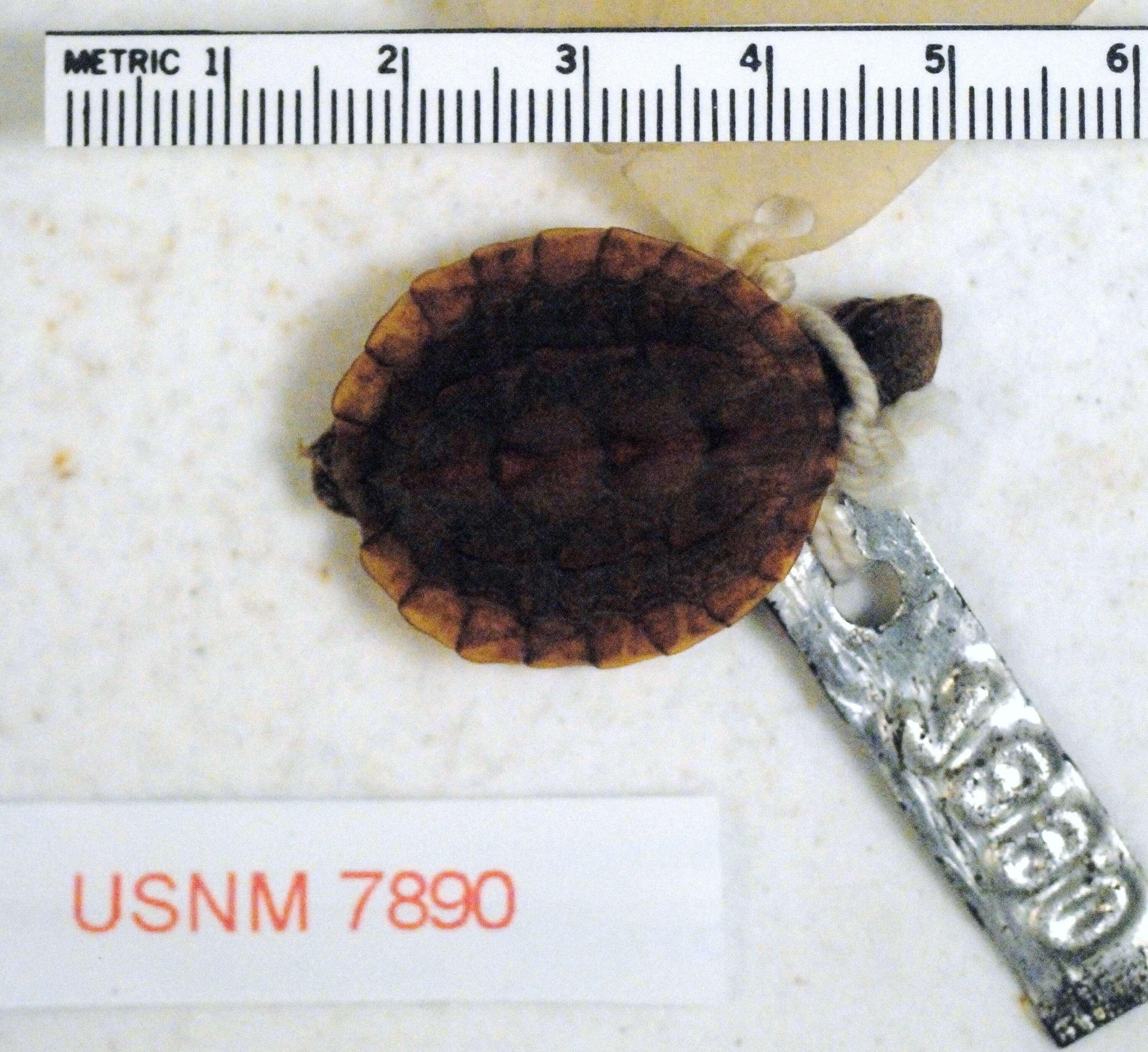 Image of Common Musk Turtle