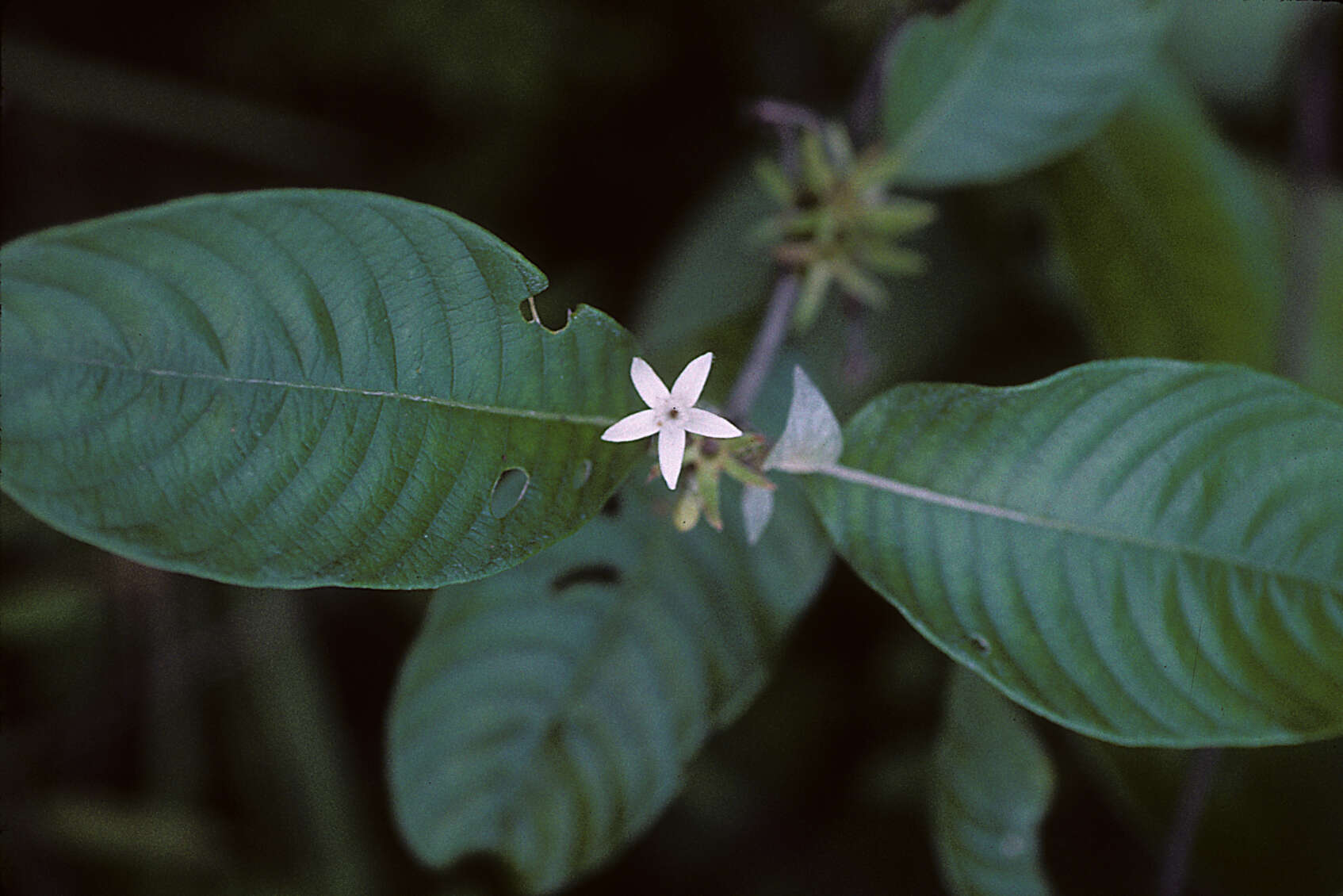 Image of largeflower woodvine