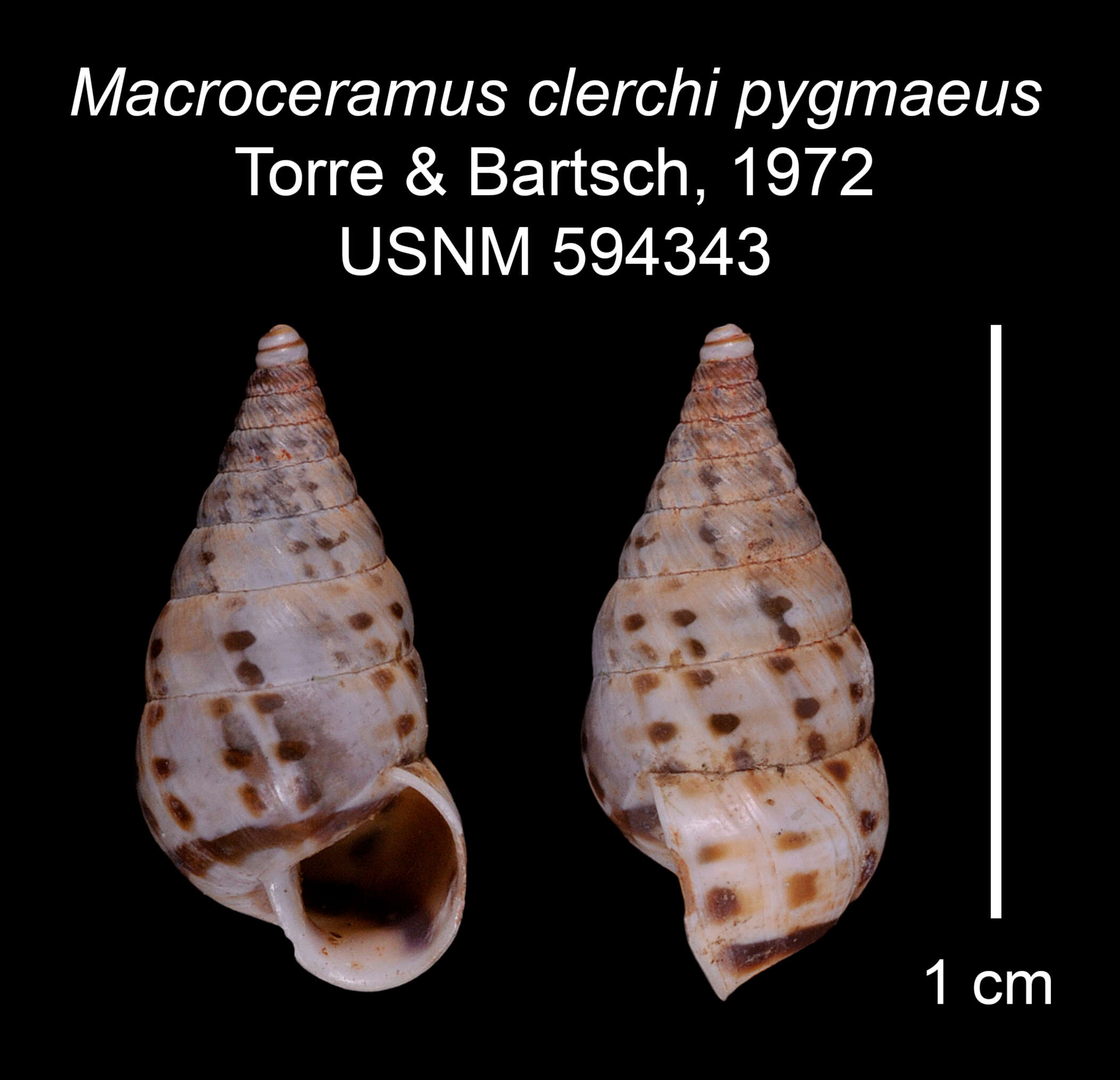 Imagem de Macroceramus clerchi pygmaeus C. Torre & Bartsch 2008