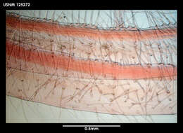 Image of Neoscalpellum schizoplacinum Newman & Ross 1971