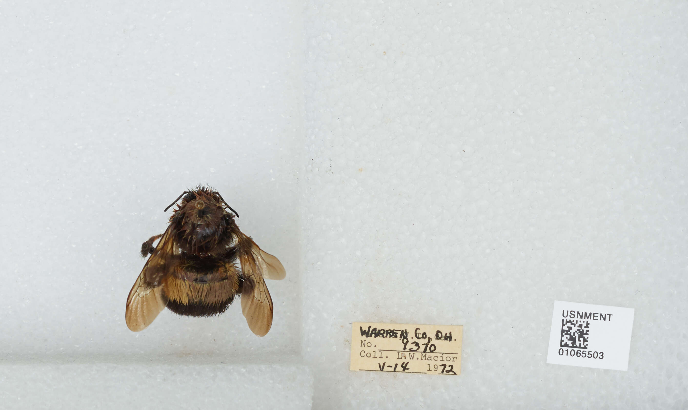 Слика од Bombus affinis Cresson 1864