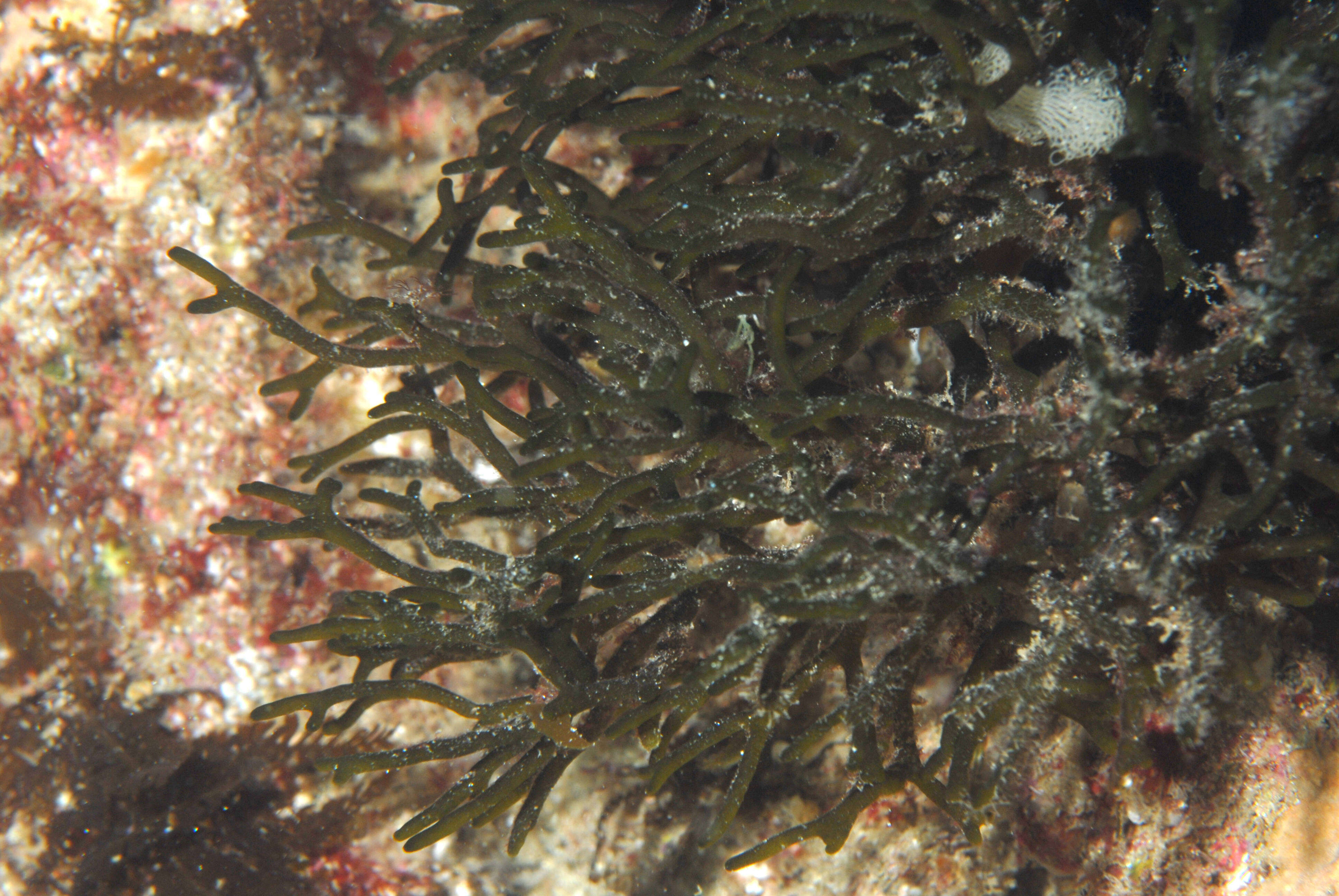 Image of Codium Stackhouse 1797