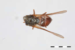 صورة Cheilosia hoodiana (Bigot 1884)