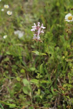 Слика од Stachys floridana Shuttlew. ex Benth.