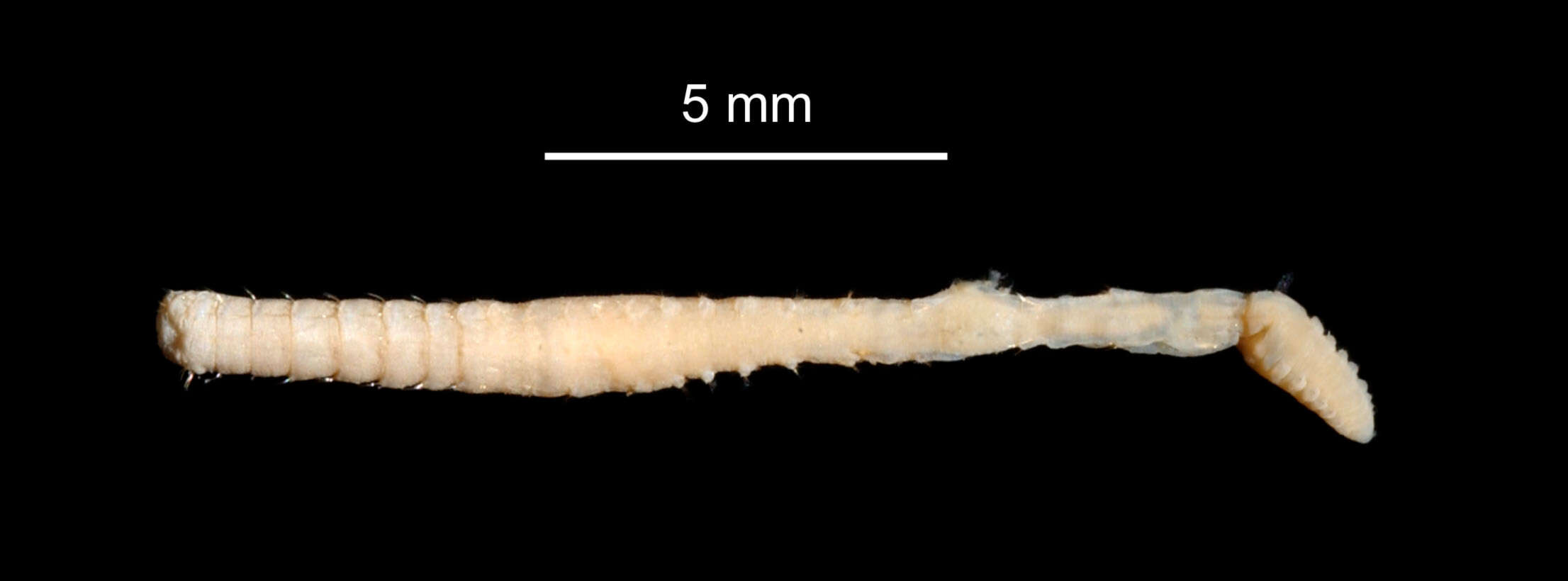 Image of Fauveliopsis challengeriae McIntosh 1922