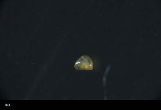 Image of amber pen shell