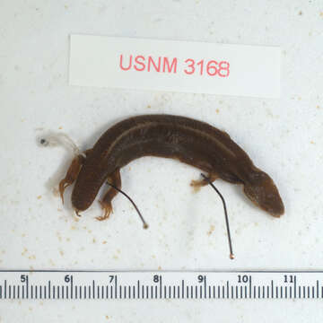 Image of Western Skink