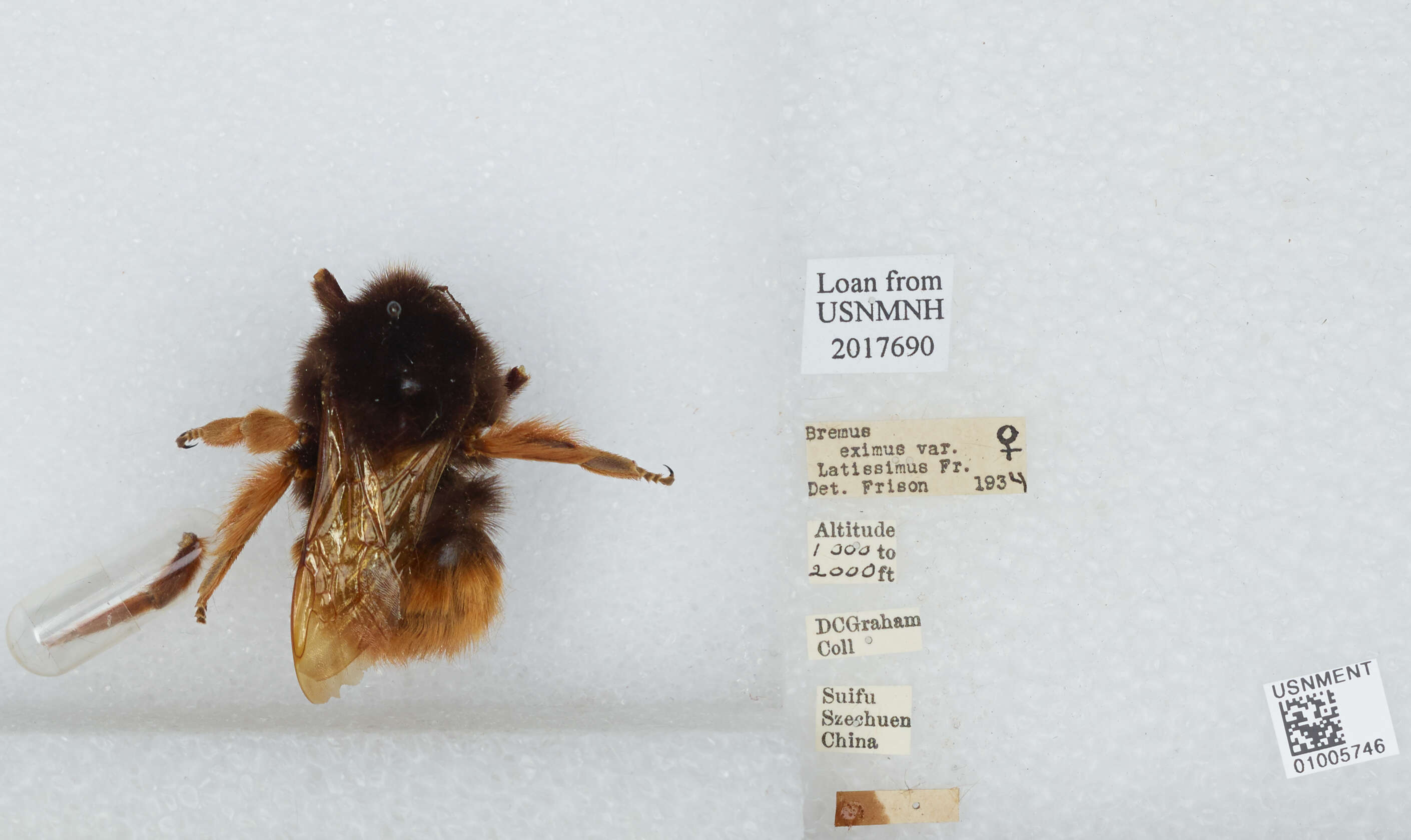 Слика од Bombus eximius Smith 1852