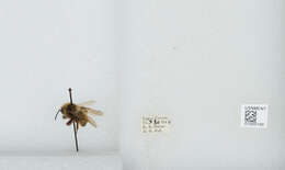 Image de Bombus insularis (Smith 1861)