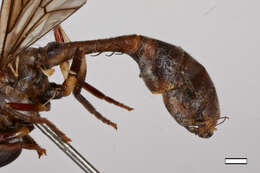 Image of Spheginobaccha pamela Thompson & Hauser 2015