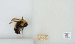 Слика од Bombus affinis Cresson 1864