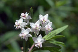 Image of Asclepias physocarpa (E. Mey.) Schltr.