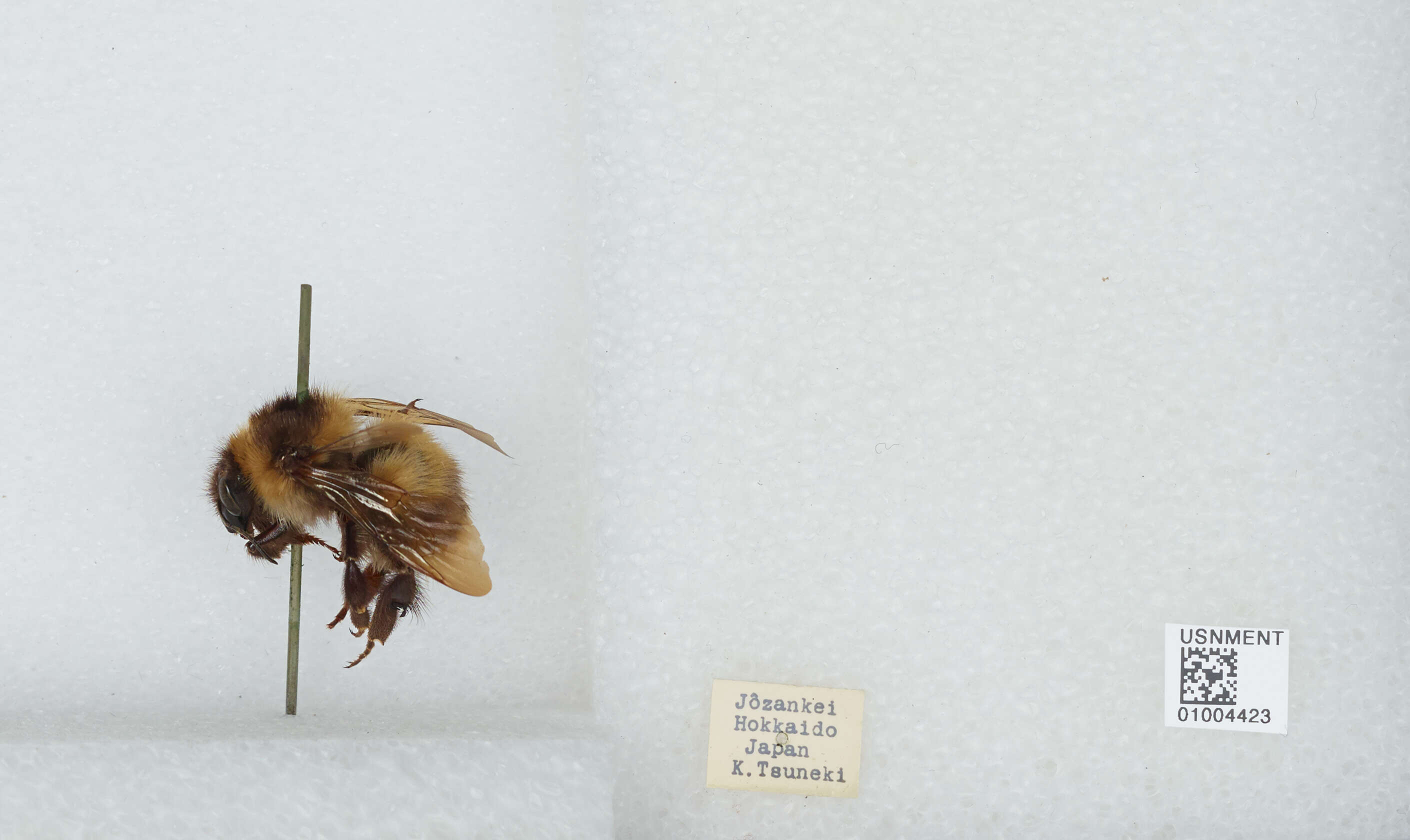 Imagem de Bombus diversus Smith 1869