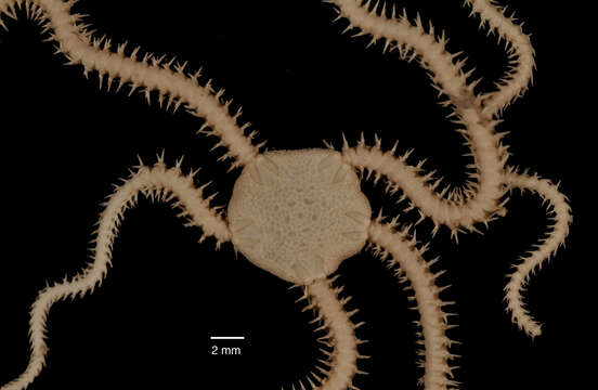 Image of Amphioplus acutus Mortensen 1936