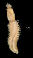 Image of "An Antarctic, polychaete worm"