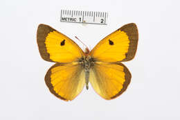 Image of Colias electo (Linnaeus 1763)