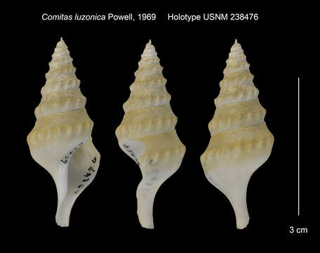 Leucosyrinx luzonica (Powell 1969)的圖片