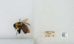 Слика од Bombus affinis Cresson 1864