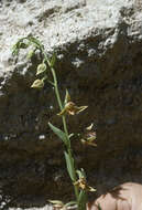 Image of Stream orchid