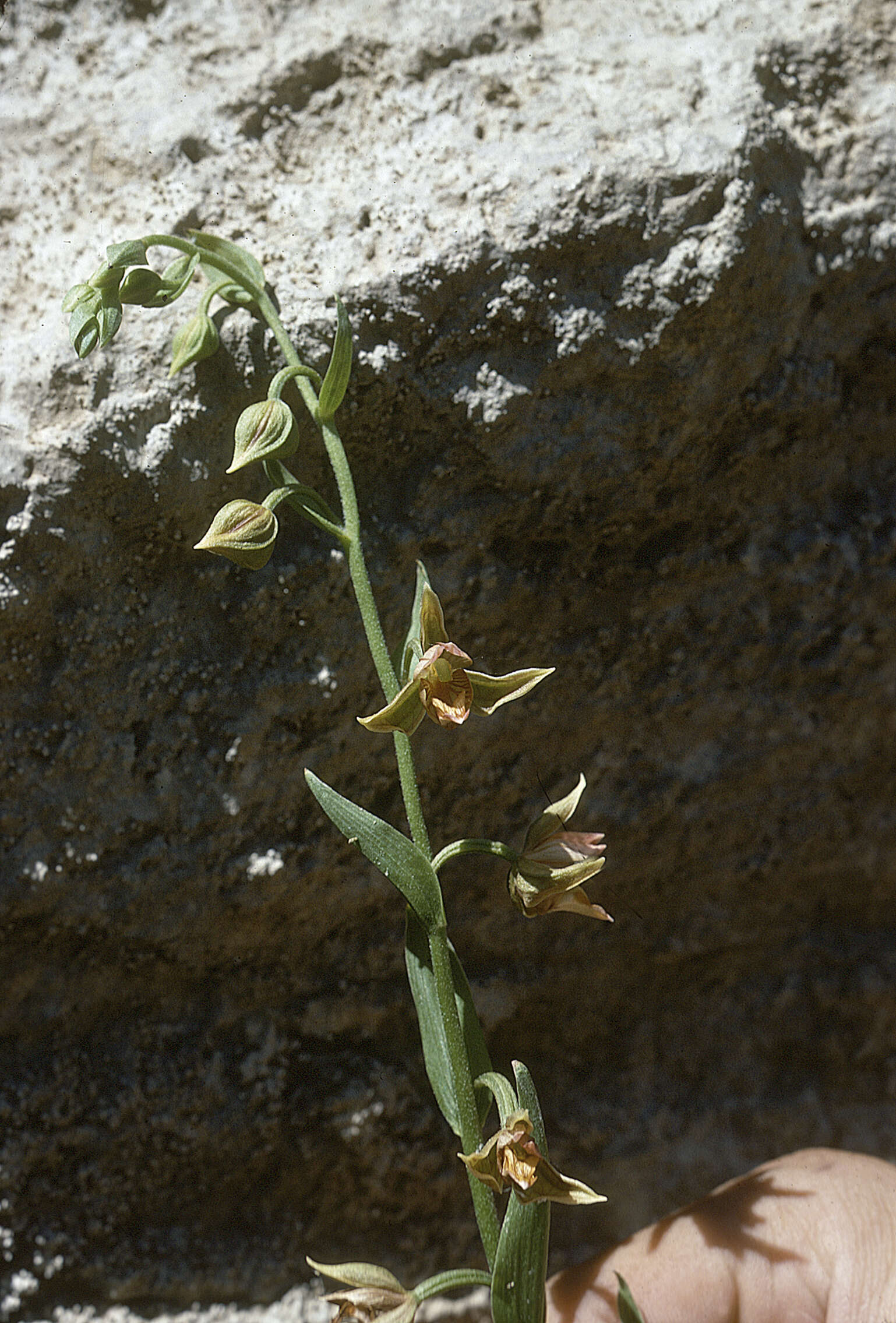 Imagem de Epipactis gigantea Douglas ex Hook.