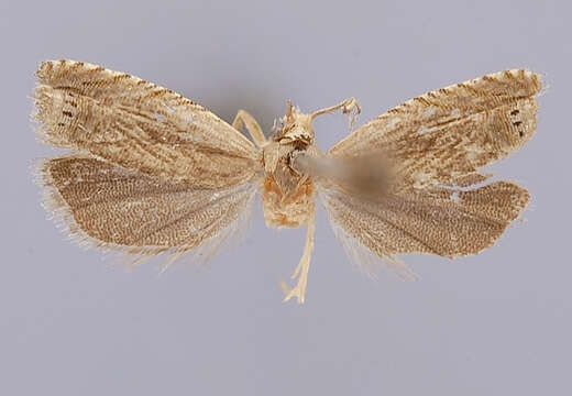 Image of Grapholita obliqua Diakonoff 1982