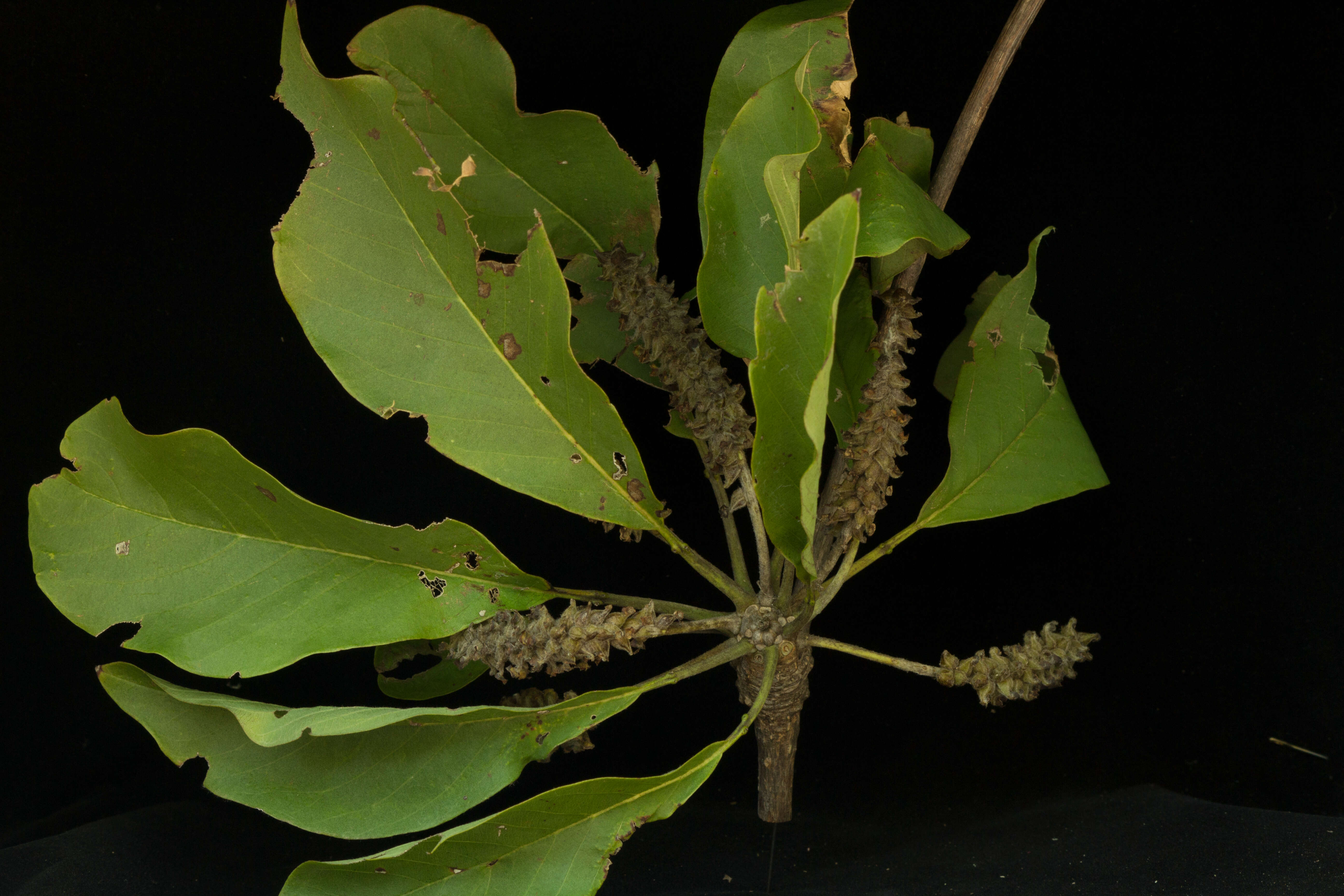 Image of Terminalia macrostachya (Standl.) Alwan & Stace