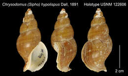 Image of Buccinidae