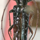 Image of Malthonea obyuna Martins & Galileo 2005