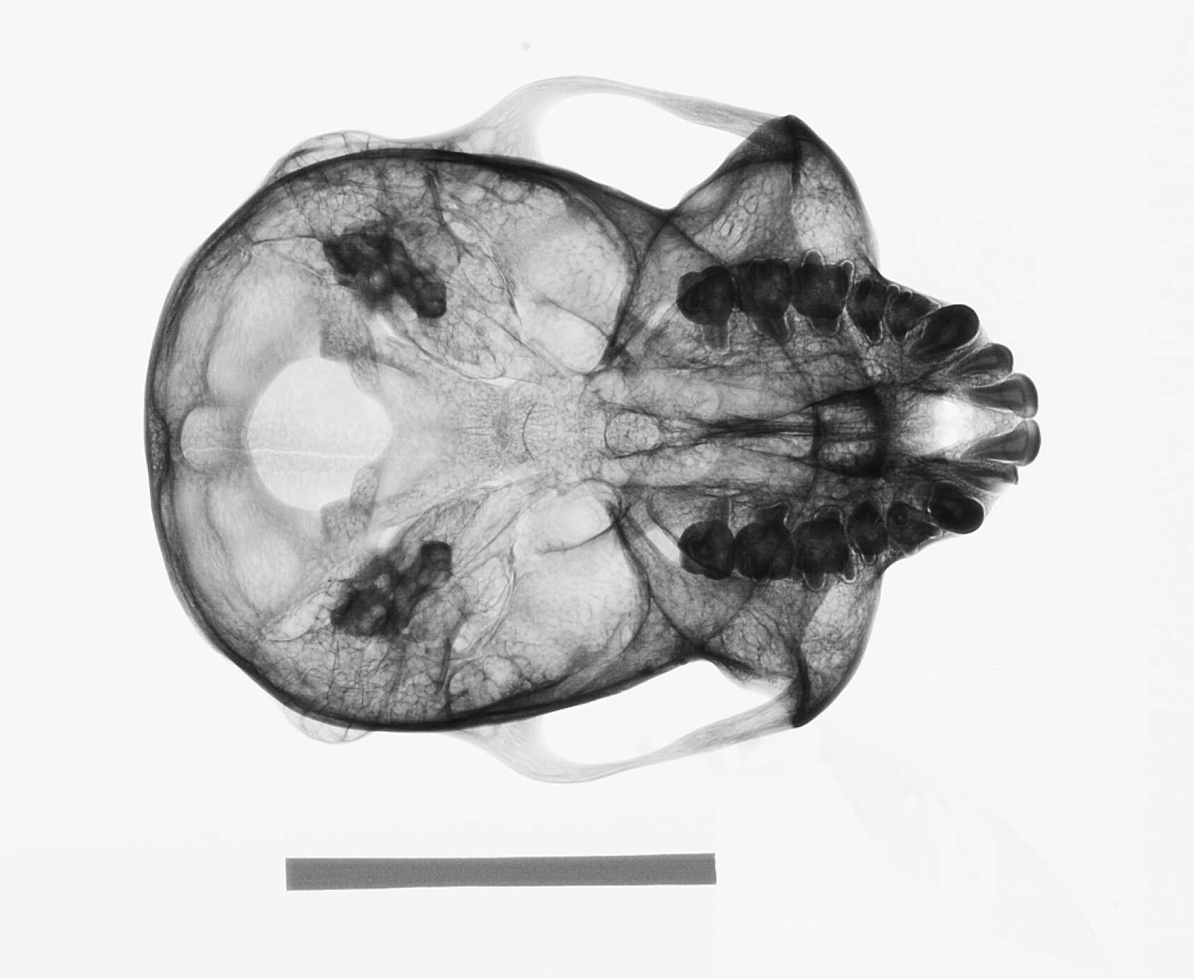 Image of Trachypithecus cristatus cristatus (Raffles 1821)