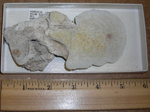 Image of Lamarck´s sheet coral