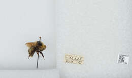 Image of Frigid Bumble Bee