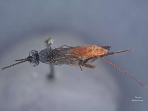 Image of Mesostenus liogaster Townes 1962