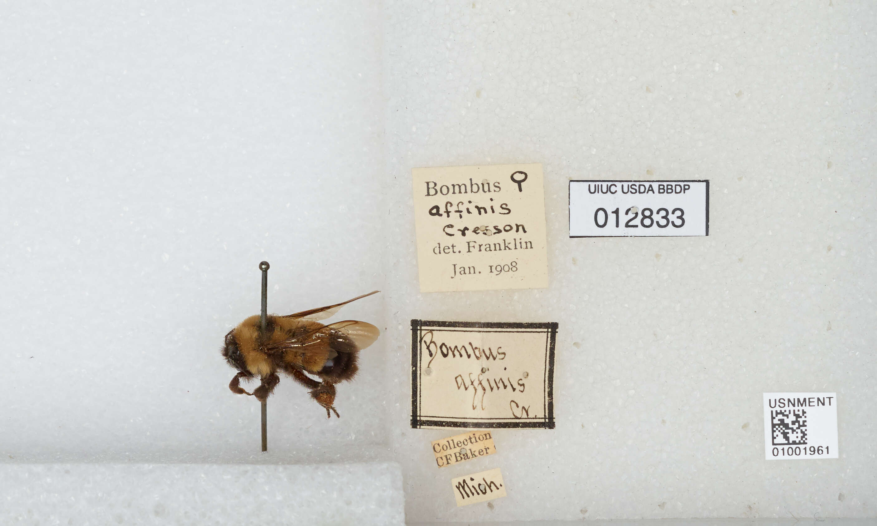 Слика од Bombus affinis Cresson 1864