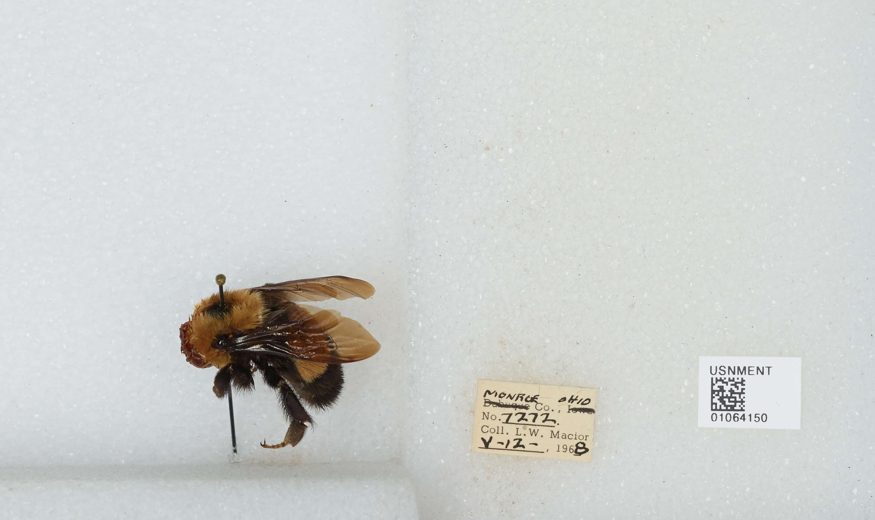 Слика од Bombus affinis Cresson 1864