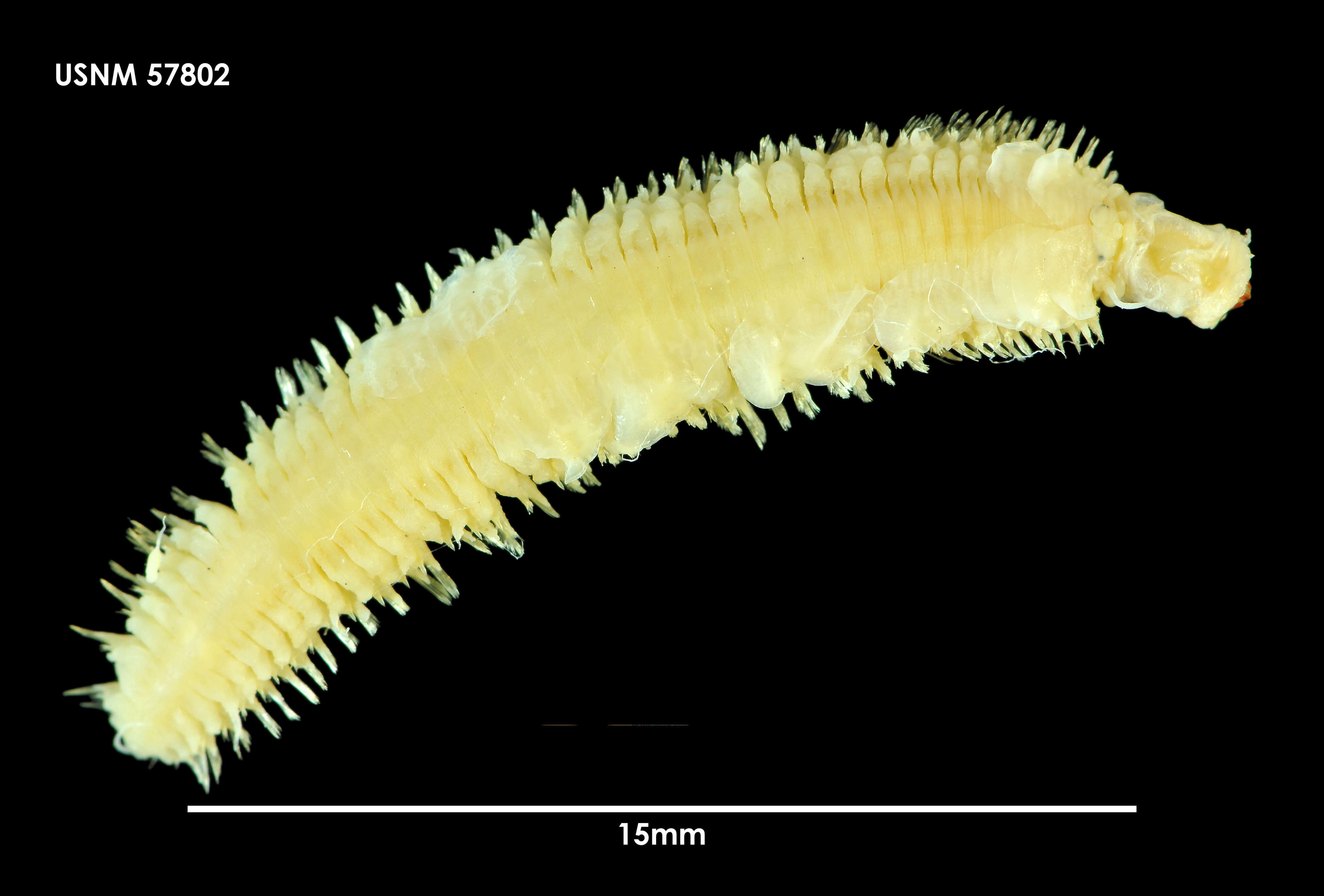Image of Malmgreniella dicirra Hartman 1967