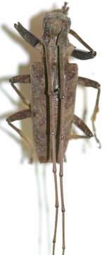 Image of Acalolepta pseudotincturatus (Breuning 1935)