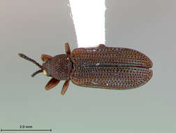 Image of Microrhopala Chevrolat 1836