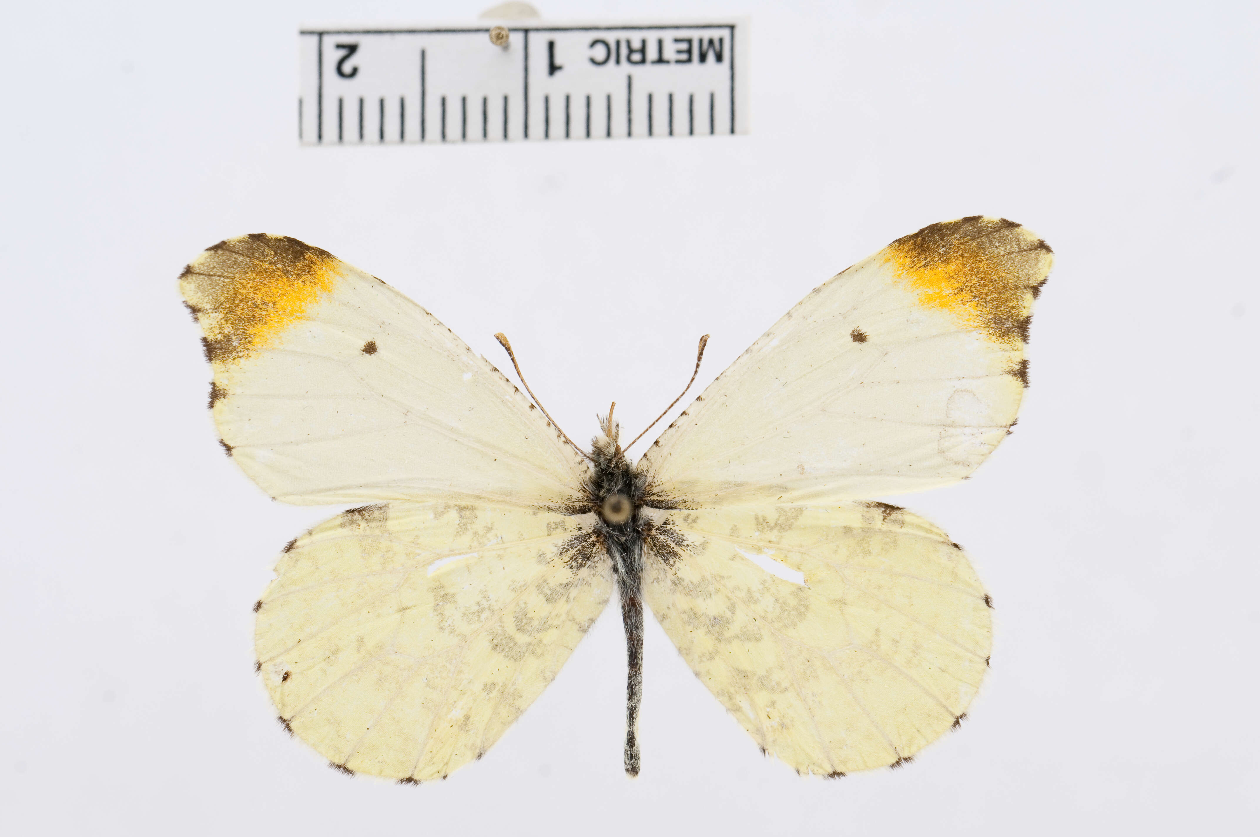 Image of Anthocharis limonea (Butler 1871)