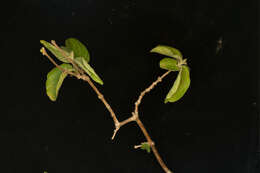 Image of Combretum fruticosum (Loefl.) Stuntz