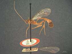 صورة Enicospilus miscophus Gauld & Mitchell 1981