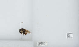 Bombus ephippiatus Say 1837 resmi