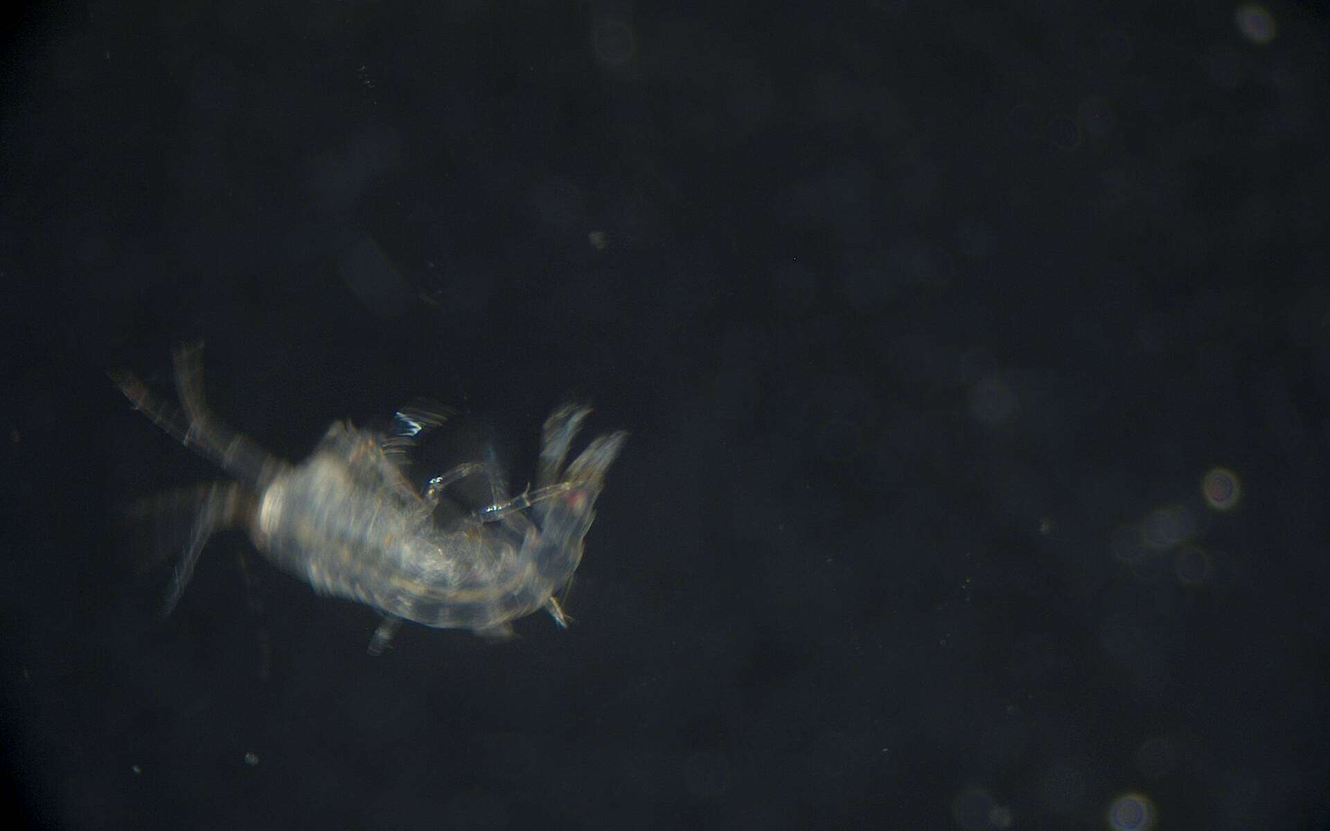 Image of Amphipoda