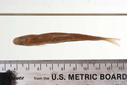 Image of Cypress minnow