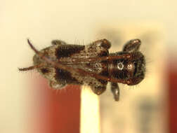 Image of Athylia ornata (Fisher 1925)