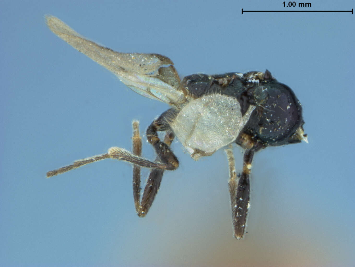 Image of Aphidius propinquus Ashmead 1902