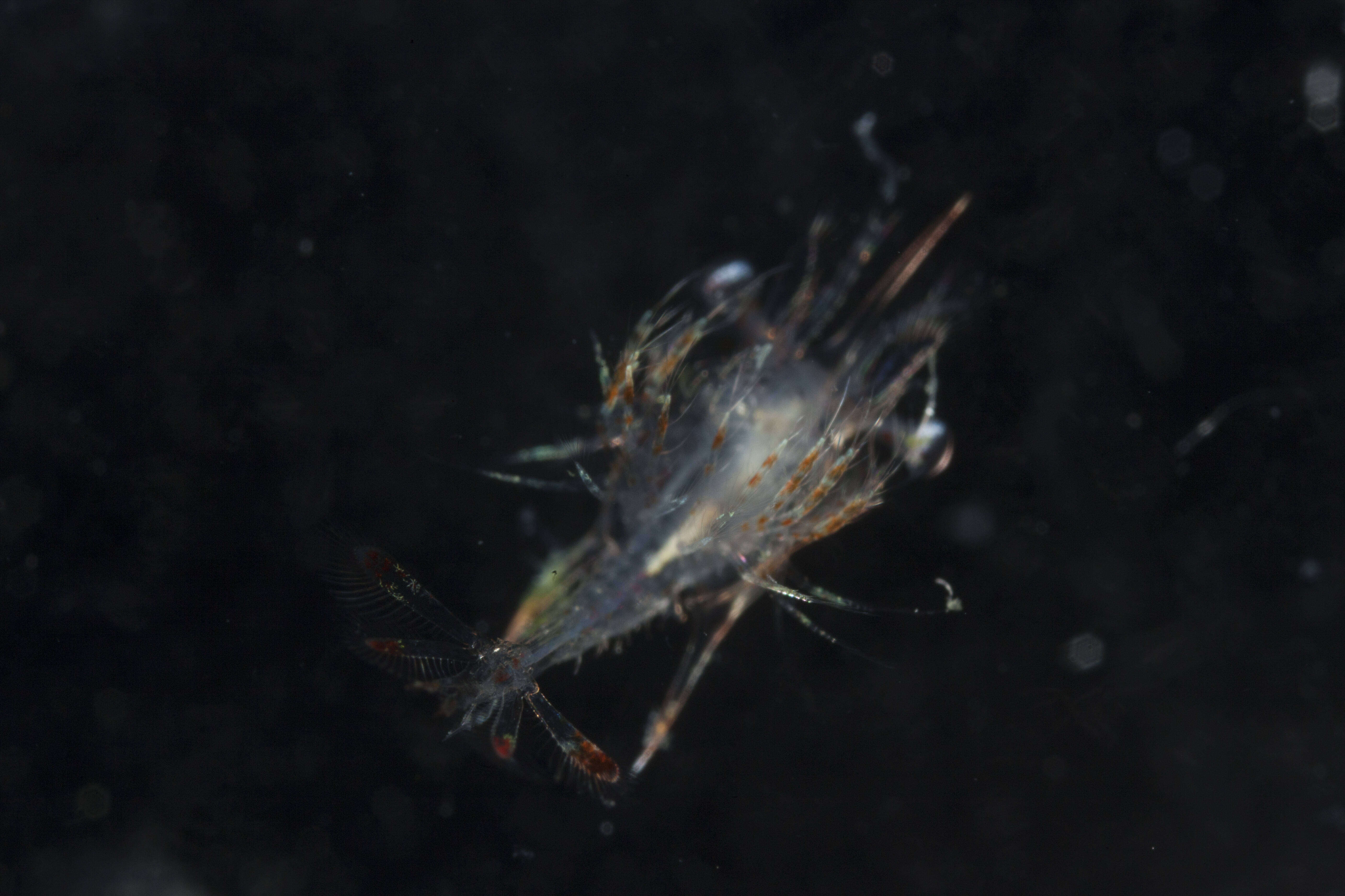 صورة Solenoceridae