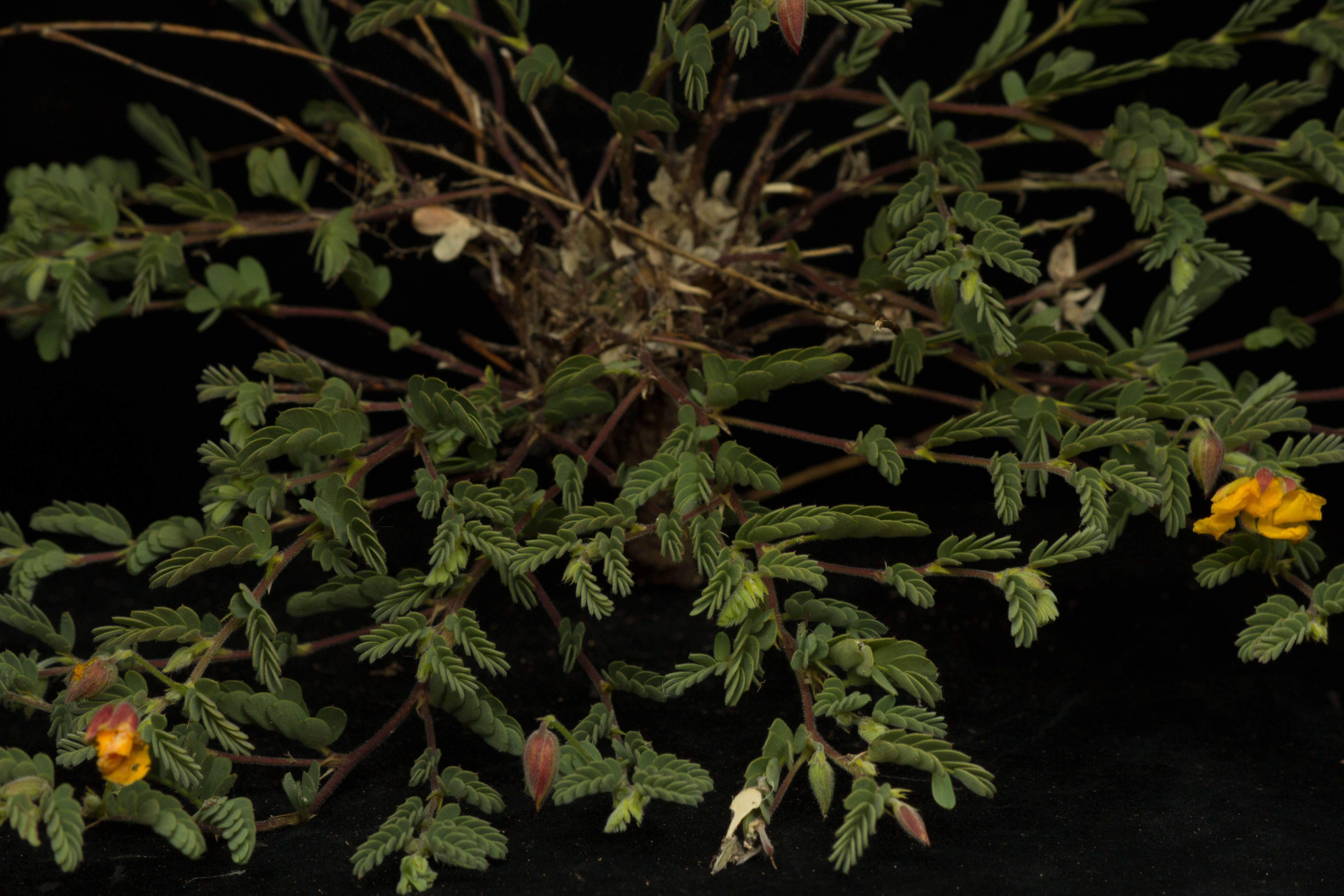 Chamaecrista serpens (L.) Greene resmi