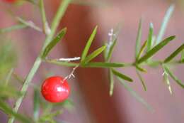 Image of Cwebe asparagus fern